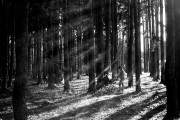 Industar22-Fomapan200-20180826-003-1.jpg