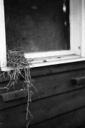 Kiev4_J8m_PolypanF50_3min_3min_in_HC100B_June_2015102-2.JPG
