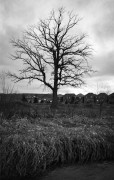 M4_2_I22_CS35_HP5_XTOL12min_IlRFx2Min_Apr_2014765.JPG