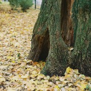 SuperIkonta-20161002-009.JPG SuperIkonta-20161002-009.JPG