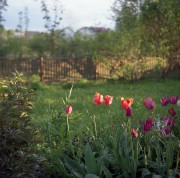 VoigtPerkeo-CSkopar80mm-Portra160-20200610-_010.jpg