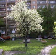 VoigtPerkeo-CSkopar80mm-Portra160-20200610-_012.jpg