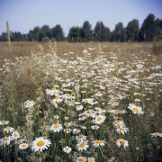 VoigtlanderPerkeo-Provia100-20210716-007.jpg