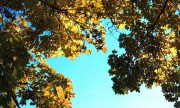 VoigtlanderVitoII-ColorSkopar-Aerocolor-020.jpg