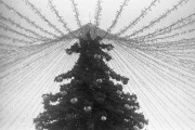 WollensakVelostigmat2inch-IlfordPan400-20220106-014.jpg WollensakVelostigmat2inch-IlfordPan400-20220106-014.jpg