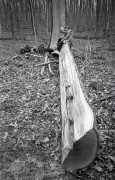 XA_HP5_Rodinal1_50_14_Min_5minKFixer_May_2014919.JPG