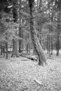 a125_hc110b7minScan-181121-0009_copy.jpg