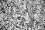 a125_hc110b7minScan-181121-0012_copy.jpg