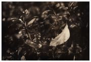 Scan-110127-0001.jpg