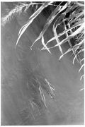rr100_rodinal1_50_13min_1794.jpg