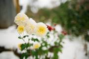 1516032-2.jpg