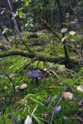 MinoltaHiMatic-BIG-017.jpg